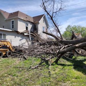 GROOT Tree Service