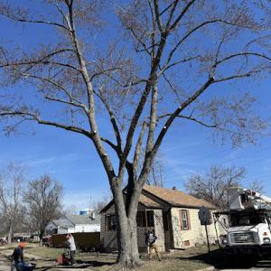 C&N Tree & Lawn Care