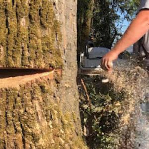 Patriot Tree Service