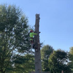 Red Woodpecker Tree Service