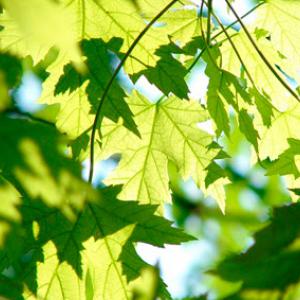 First Choice Tree Care