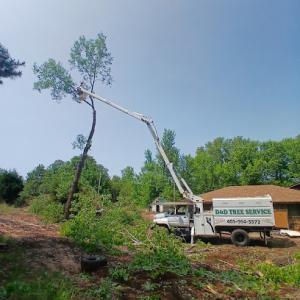 D&D Tree Service