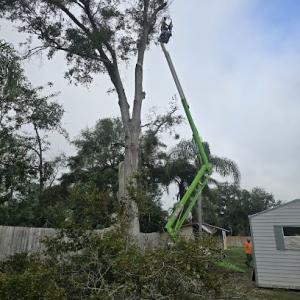 A N J Tree Service