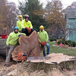 Sunset Tree Service
