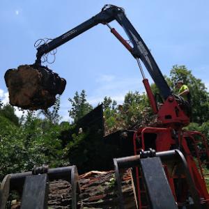 Young's Tree & Stump