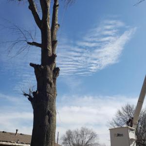 National Complete Tree Care