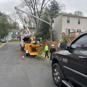 United Tree Care