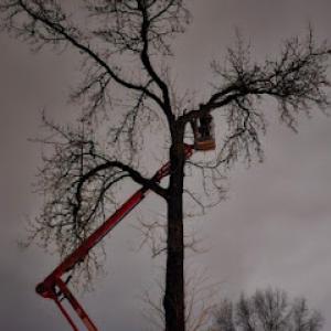 Mid America Tree Experts