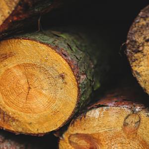 BroadLeaf Tree & Shrub