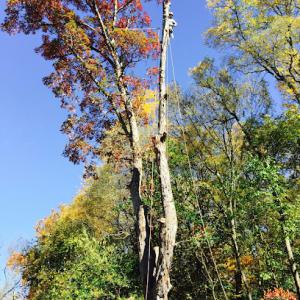 Elevate Tree Care