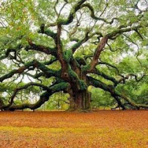 Johnny Timbers Tree Service