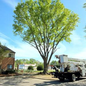 RJ's Tree Service