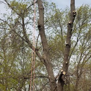 Lakeland Tree Service
