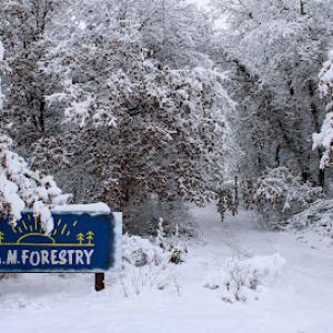 A.M. Forestry