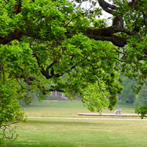 American Arbor Tree Care