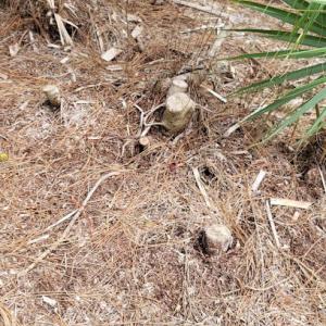 Uprooted Stump Removal