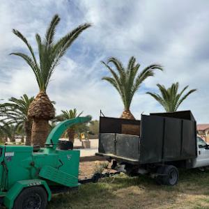 Adolfo's Tree Services