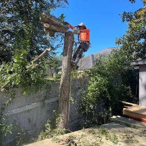 Funez Tree Service & More