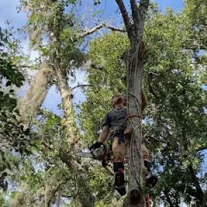 Apopka Office Of The Floridas Tree Masters