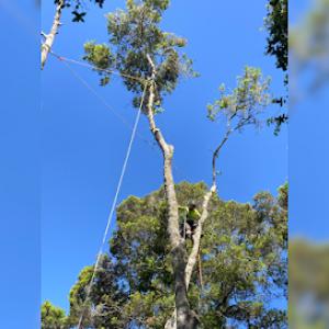 Adney Tree Service