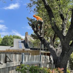 Quality Tree Service DFW