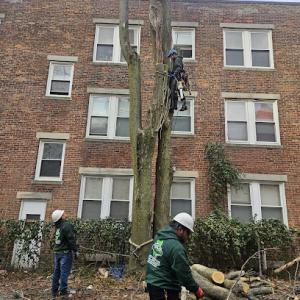 B & S Landscaping & Tree Removal Services