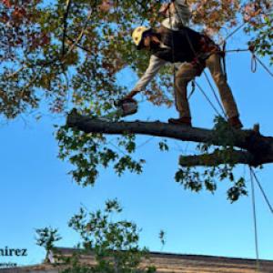 Tree service Juan Ramirez