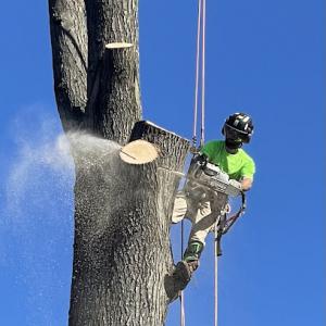 Potomac River Arborists