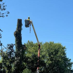 Luvin's Tree Services