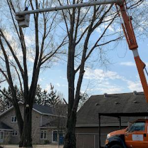 White Oak Tree Care
