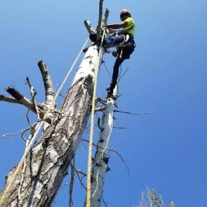 All American Tree PLUS