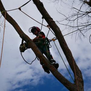 Mountain Cat Tree Care