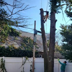 Samudaworth Tree Services