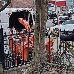 Manhattan Tree Services NYC