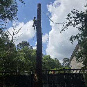 Red Maple Tree Services