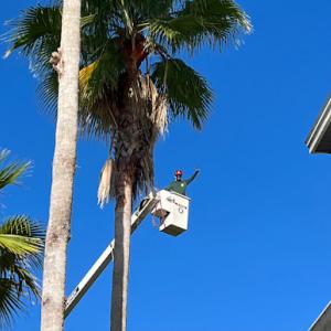 Pelfrey Company Tree Service