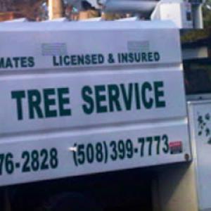 Sepe Tree Service