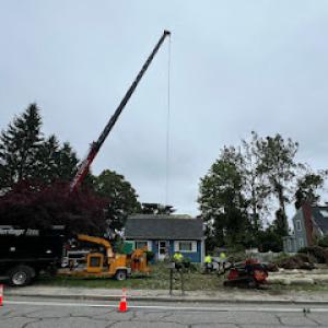 Heritage Tree & Arborist Services Northeast