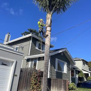 HDZ Tree Service