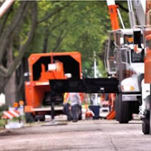 Clipper Tree Removal Service of Orland Park