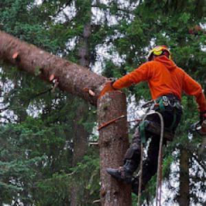 Tree Removal Service John