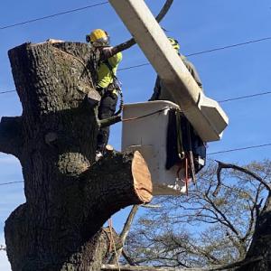 Kervin Bros Stump & Tree