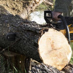 Angeles Tree Service