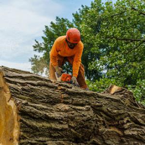 Magic Hands Tree Services