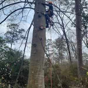 United Tree Pro Service