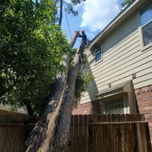 Professional Guys Tree Services