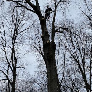 A&S Tree Service.llc