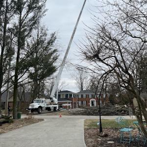 Down To Earth Tree Service