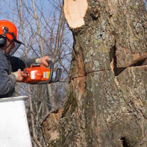 Salas Tree Service