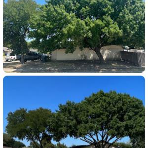 Tree Service Advisor